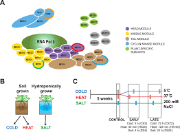 One that mediates between parties at examples of mediator in a sentence. Specific Functions For Mediator Complex Subunits From Different Modules In The Transcriptional Response Of Arabidopsis Thaliana To Abiotic Stress Scientific Reports