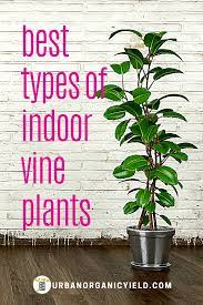 Types Of Indoor Vine Plants Indoor Vines Indoor Vine Plants Growing Plants Indoors