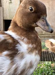 6 X Chocolate Splash Call Duck Hatching Eggs Beautiful Colour Lovezduckz Ebay Hatching Eggs Beautiful Colors Duck