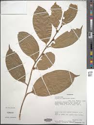 Image result for Leptaulus