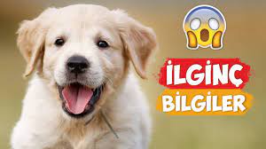 kopekler hakkinda ilginc bilgiler youtube