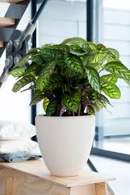 Calathea Ist Die Zimmerpflanze Des Monats September Zimmerpflanzen Pflanzen Und Grune Zimmerpflanzen