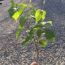 Image result for Helinus