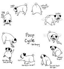 43 Pug Meme Ideas Pugs Cute Pugs Pug Love