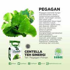 Centella Teh Sinergi Hni Hpai Herba Bahan Baku Teh Hijau