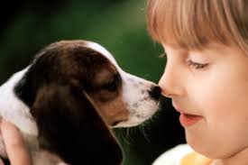A che età si calma un beagle? Due parole su un dubbio molto diffuso