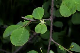 Image result for Erythroxylum zambesiacum