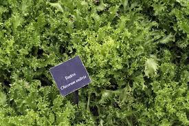 Check spelling or type a new query. How To Grow Endive Cichorium Endivia Gardener S Path