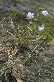We did not find results for: Tiny White And Purple Flowers Growing In A Park In Northern Illinois Plantidentification