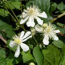 Na świecie rośnie ich ponad 200 gatunków, a liczbę uzyskanych odmian szacuje się na kilka tysięcy. Clematis Paul Farges Botaniczny Pachnacy Poj 1l Sklep Clematisy Pl