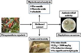 Image result for Phragmanthera