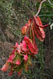 Image result for Tara spinosa