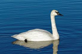 Trumpeter Swan" Images – Browse 15,942 ...
