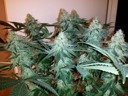 Reddish grow lights, like hps, only contains small amounts. How To Grow Weed With Cfls Grow Weed Easy