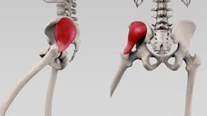 Doccheck Video Musculus Gluteus Medius