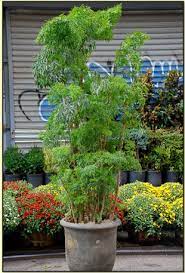 Aralia Ming Indoor Plant From Paradise Plants We Have 2 Of These And They Are Gorgeous Indoor Plants Plants Big Indoor Plants