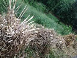 Ebay.com has been visited by 1m+ users in the past month Please Help Is My Pampas Grass Dead