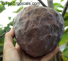 Image result for Annona reticulata