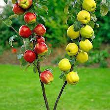 The five varieties of apple you can expect to pick from this tree are: Top 10 Fruit Trees Bakker Com