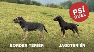 Image result for jagdteriér