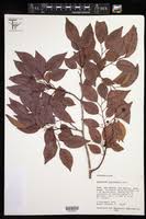 Image result for Maprounea