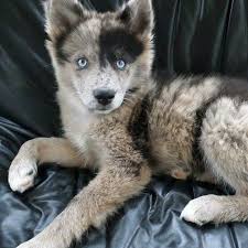 City of industry california pets and animals 400 $. Pomeranian Husky Australian Shepherd Mix Novocom Top