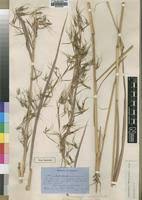 Image result for Hyparrhenia welwitschii