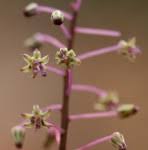 Image result for Ledebouria Unidentified sp. no6.
