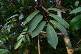 Image result for Cunonia capensis