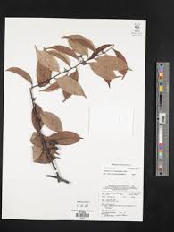 Image result for Artabotrys likimensis