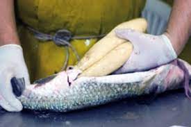 La bottarga è un prodotto che si ricava dalle uova del muggine, ovvero del cefalo comune, un pesce d'acqua salata. La Bottarga Di Muggine Ecco Cos E Tesori Sardi