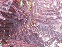 Albizia julibrissin is a deciduous tree or shrub of the albizia genus in the family leguminosae. Albizia Julibrissin Summer Chocolate