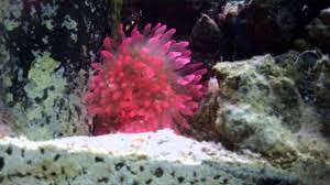 The rose bubble tip anemone, or rose anemone, is a rare color morph of the bubble tip anemone. Rose Bubble Tip Anemone And Crab Youtube