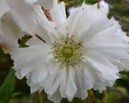 Image result for Rubus rosifolius