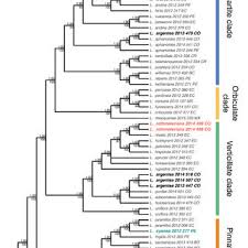Image result for Hirpicium antunesii
