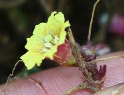 Image result for Merremia emarginata