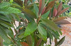 Image result for Eriobotrya