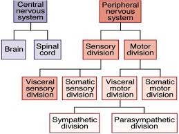 anatomical divisions of cns peripheral nervous system