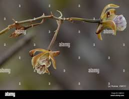 Image result for Eulophia galeoloides