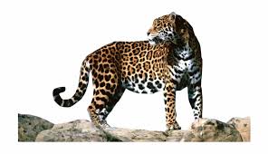 JaguarMeksika şeffaf PNG g&ouml;r&uuml;nt&uuml;s&uuml;
