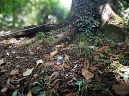 This equates to approximately 75 tons of carbon. 6 Differences Between Forestry And Soil Carbon Offsets Greenbiz