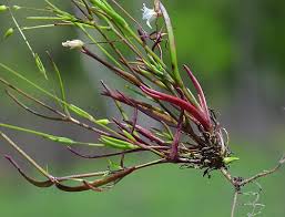 Image result for Subularia monticola