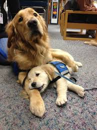 1) mastador = bullmastiff + labrador retriever. This Mama Dog Comforting Her Puppy On It S First Day As A Police Dog Pics
