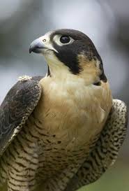 Peregrine Falcon Fastest Animal Known To Man Measured To Dive Bomb Prey And Fly As Fast As 242 Miles Per Hour Birds Of Prey Animals Peregrine Falcon