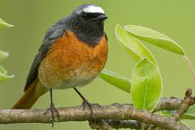Bestimmt wisst ihr es bereits? Tipps Fur Den Vogelfreundlichen Garten Nabu