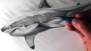 They play rough but heal remarkably quickly. How To Draw A Great White Shark Youtube
