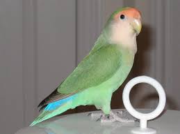 Rosy Faced Lovebird Wikipedia The Free Encyclopedia Bird Breeds African Lovebirds Love Birds