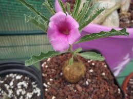 Image result for Pterodiscus elliottii