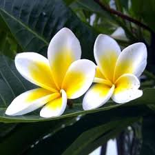 Araminta (yunani) artinya bunga 60. Updated Nama Nama Bunga App Not Working Wont Load Black Screen Problems 2021