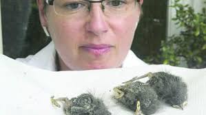 Zella-Mehlis: Rotschwänzchen-Nest beseitigt und Vögel getötet